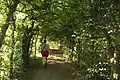 Hornbeam-covered walk