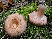 Lactarius torminosus