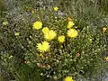 Lampranthus glaucus