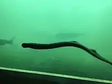 Pacific lamprey attached to glass