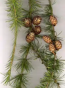 European larch foliage and cones.