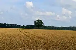 Fields of former Lasongalis village