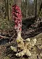 Toothwort