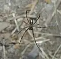 Male, ventral view (dark coloration)