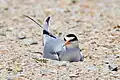 A least tern lying just below the surface of the sand is probably on its nest. The nests are very shallow and minimally scooped out.