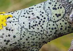 Branch coated with a paintlike white crust, marked with raised black spots and thin black lines