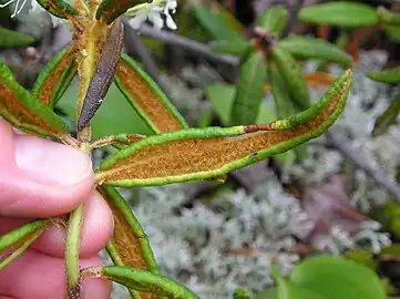 Underside of leaves