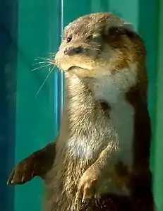 Leeds  Eurasian otter, mount