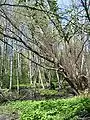 An alder forest at Strömsinlahti, Roihuvuori, Helsinki