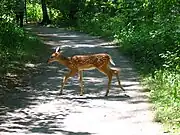 Deer crossing the broad trail