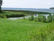 Marshy shoreline on Collins Bay