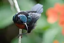 blackish sunbird with glossy blue-green crown and reddish throat