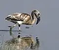 Juvenile, Jamnagar, India