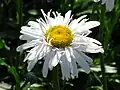 Leucanthemum maximum 'Crazy Daisy'