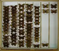 Museum drawer of Erebia ligea (Langham and Wheeler collection - Ulster Museum)