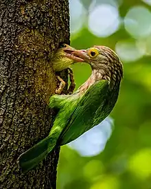 Image 54The lineated barbet (Psilopogon lineatus) is an Asian barbet native to the Terai, the Brahmaputra basin to Southeast Asia. It is a frugivore and nests in holes of tree trunks. The pictured specimen was photographed at National Botanical Gardens, Dhaka.Photo Credit: Nafis Ameen