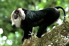 Lion-tailed macaque in Silent Valley National Park, India