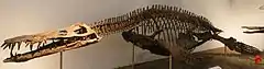 mounted skeleton of the large pliosaurid Liopleurodon