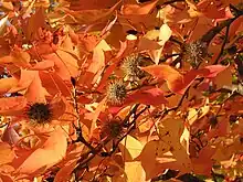 Fall foliage and seed pods