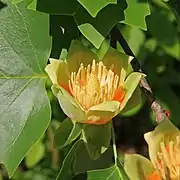 Tulip-like flower