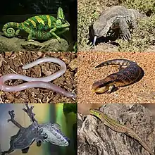 Clockwise from top left: veiled chameleon (Chamaeleo calyptratus), rock monitor (Varanus albigularis), common blue-tongued skink (Tiliqua scincoides), Italian wall lizard (Podarcis sicula), giant leaf-tailed gecko (Uroplatus fimbriatus), and legless lizard (Anelytropsis papillosus)