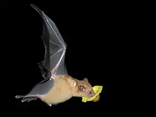 Orange nectar bat