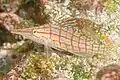 Longnose hawkfish at Galapagos Islands, Ecuador