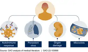 Diagram of the body showing autoimmune response, persistent virus, organ damage, and microclots