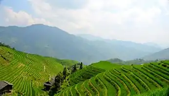 Longsheng Rice Terraces