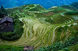 Longji Rice Terraces.