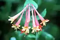 Pinkish-red flowers with yellow insides