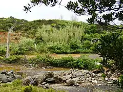 Remnants of the sports field near the station, abandoned and overgrown