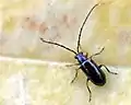 Luperus longicornis