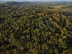 Forests of Malenadu