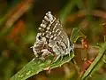 Imago, underside