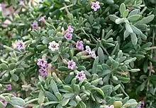 Desert BoxthornLycium fremontii