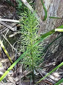 Pseudolycopodium densum