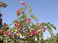 Crabapples in the autumn