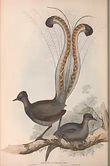 John Gould's early 1800s painting of museum specimens of a male superb lyrebird (with tail feathers incorrectly displayed) and a female superb lyrebird