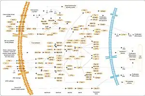 MAPK pathway. Some (or all) of the MAP4Ks in this image are labelled by other names, such as HPK1 and GCK.