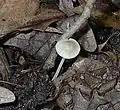 Mycena cyanorrhiza