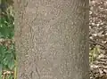 Diamond-patterned bark of mature tree trunk