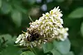 Close-up of bumblebee pollinating flowers