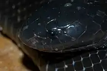 Macrelaps type species; Natal black snake (M. microlepidotus)