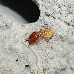 A termite soldier (Macrotermitinae) in the Okavango Delta