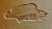 The Jurassic macrosemiid semionotiform Macrosemius rostratus