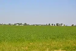 Fields east of Rollersville