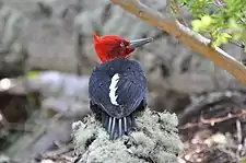 A Magellanic woodpecker (Campephilus magellanicus) near Ushuaia