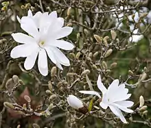 Star magnolia, city tree of Tajimi