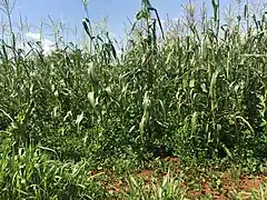 Maize push-pull farm at ICIPE, Mbita Point, Kenya, showing intercrop Desmodium spp.